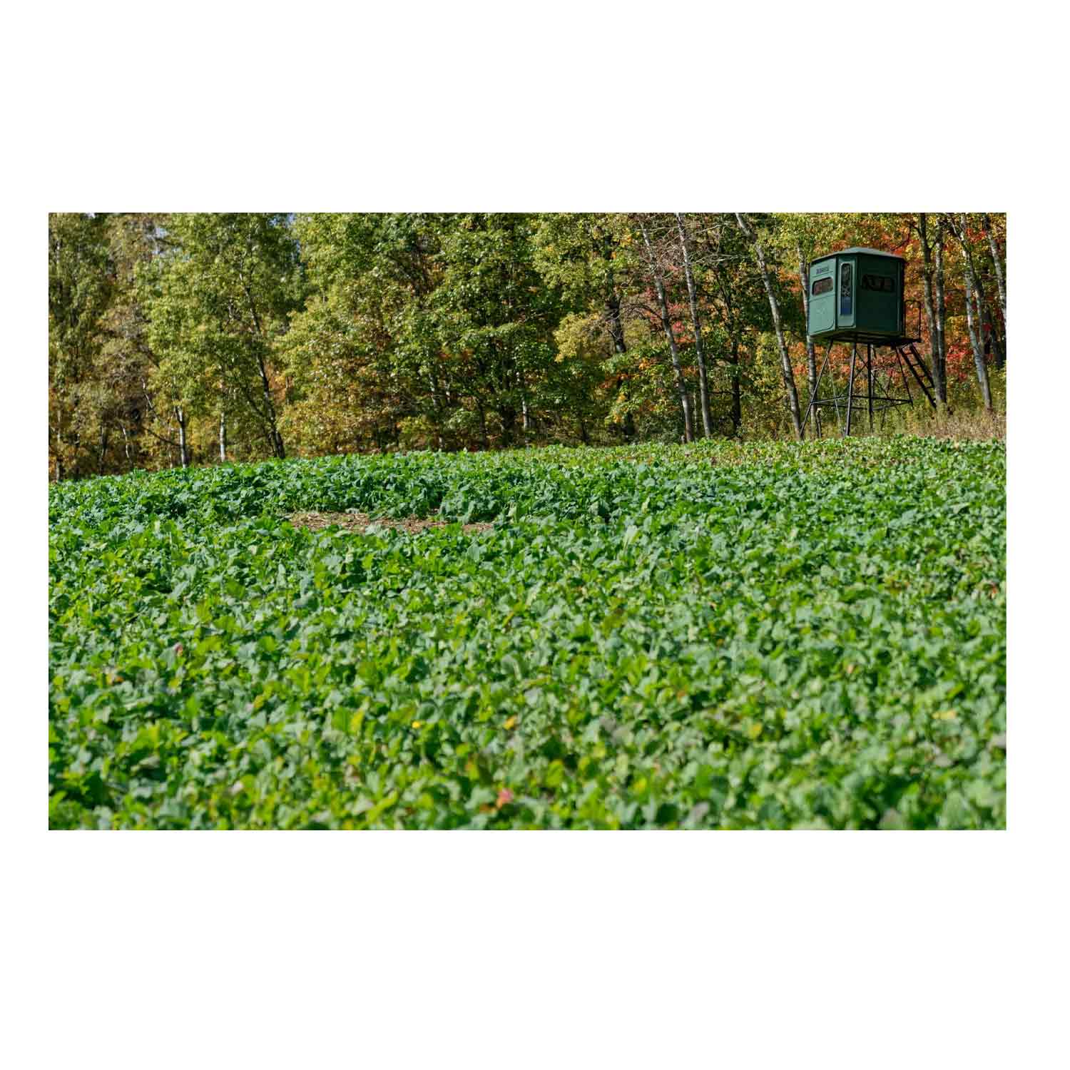 Domain Sugar Mamma Food Plot Seed