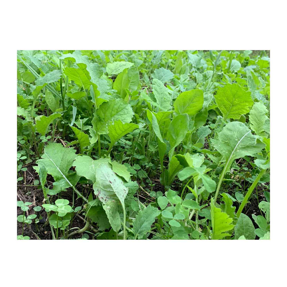 Domain Sugar Mamma Food Plot Seed