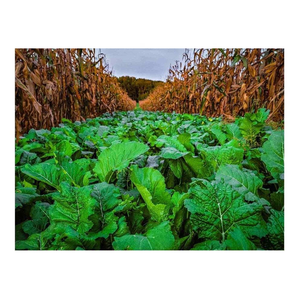Domain Bomb Shell Food Plot Seed