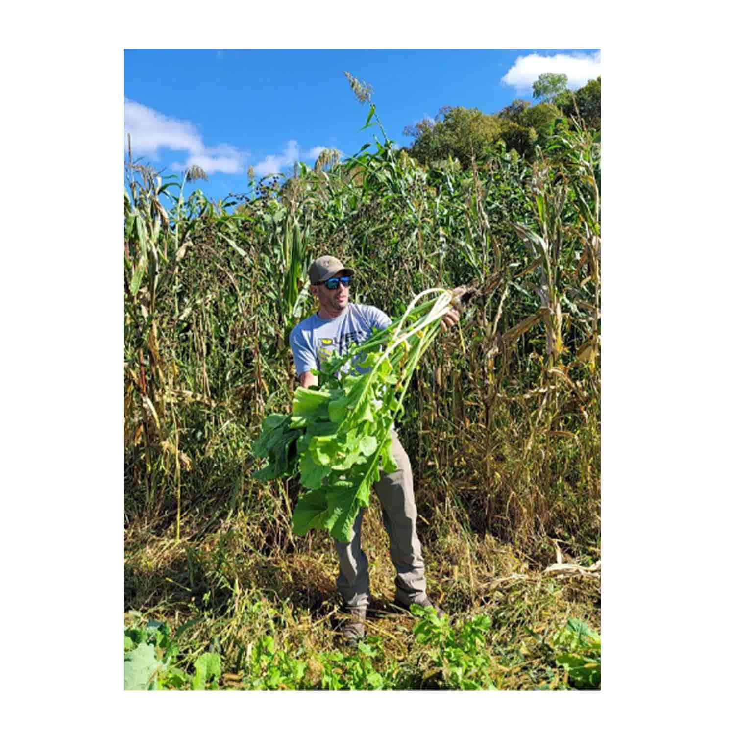 Domain Bomb Shell Food Plot Seed