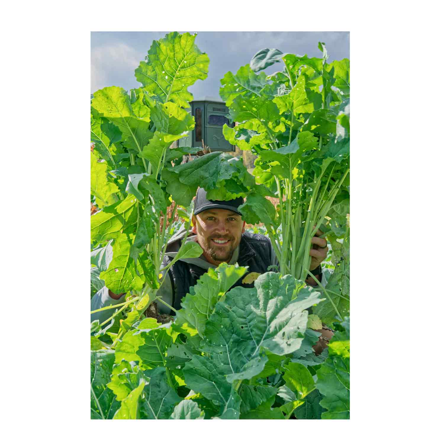 Domain Bomb Shell Food Plot Seed