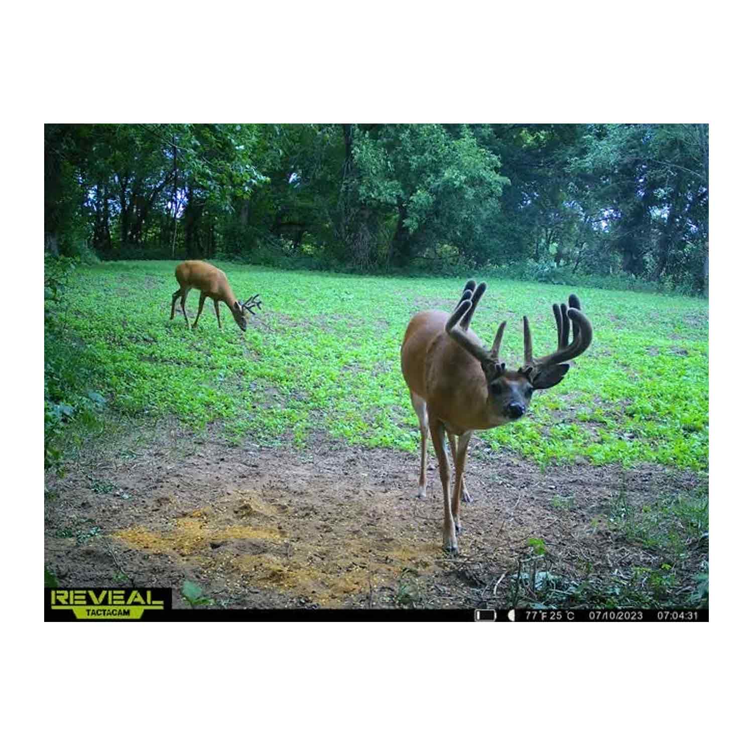 Domain Bad Habit Protein Based Attractant