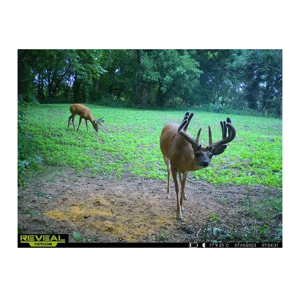 Domain Bad Habit Protein Based Attractant