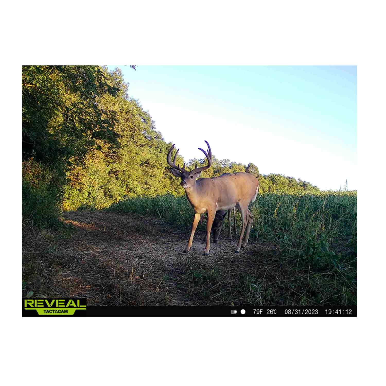 Domain Bad Habit Protein Based Attractant