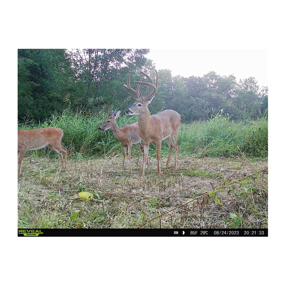 Domain Bad Habit Protein Based Attractant