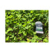 Domain Clutch Clover Food Plot Seed 1/4 Acre
