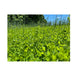 Domain Clutch Clover Food Plot Seed 1/4 Acre