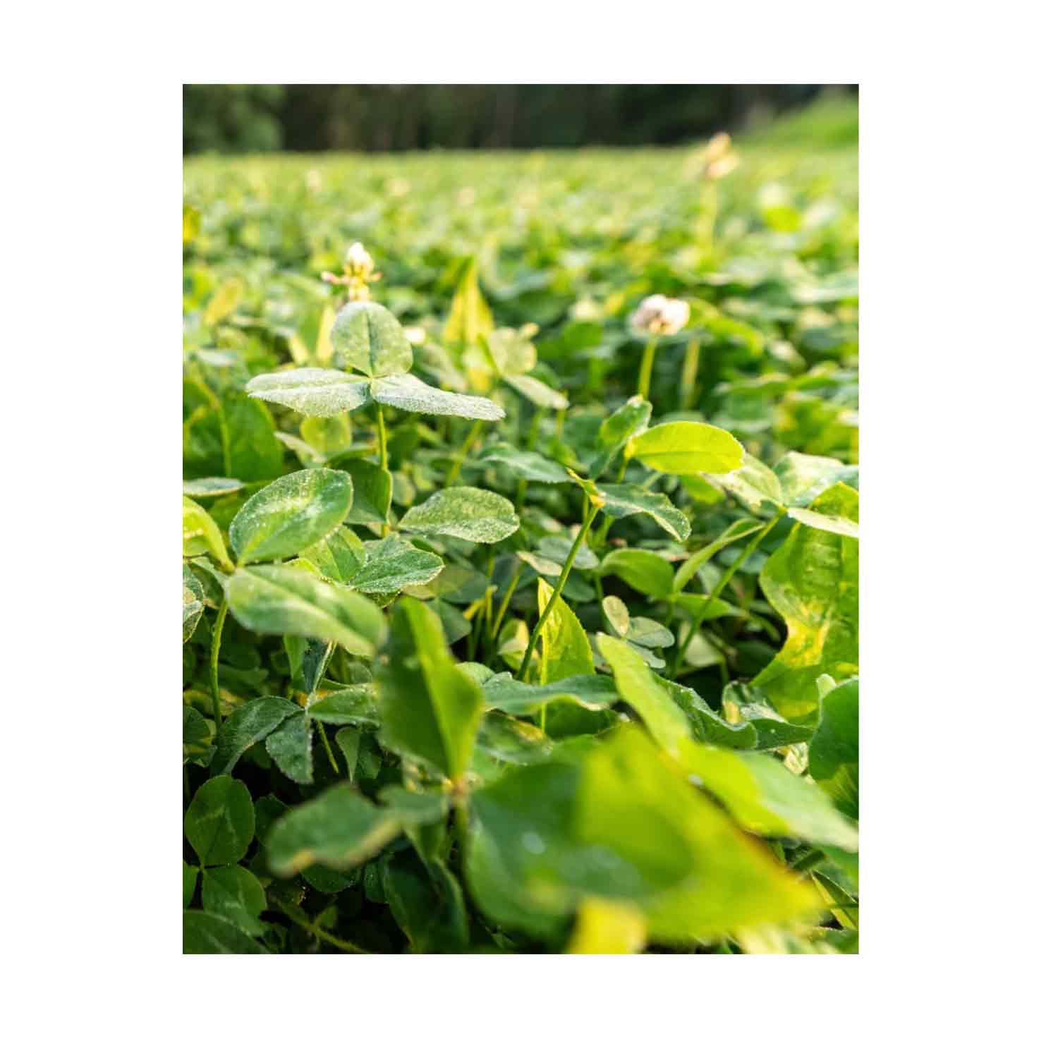 Domain Food Plot Seed Pounder
