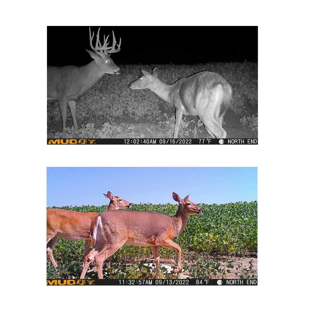 Muddy Mitigator 2.0 Cellular Trail Camera 2 Camera Kit