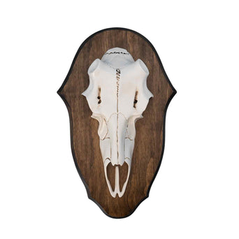Illusion Black Forest Natural Causes Antler Mount Kit
