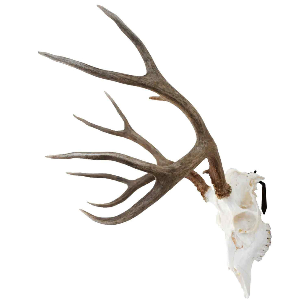 Dead On Display Euro Mount Bracket