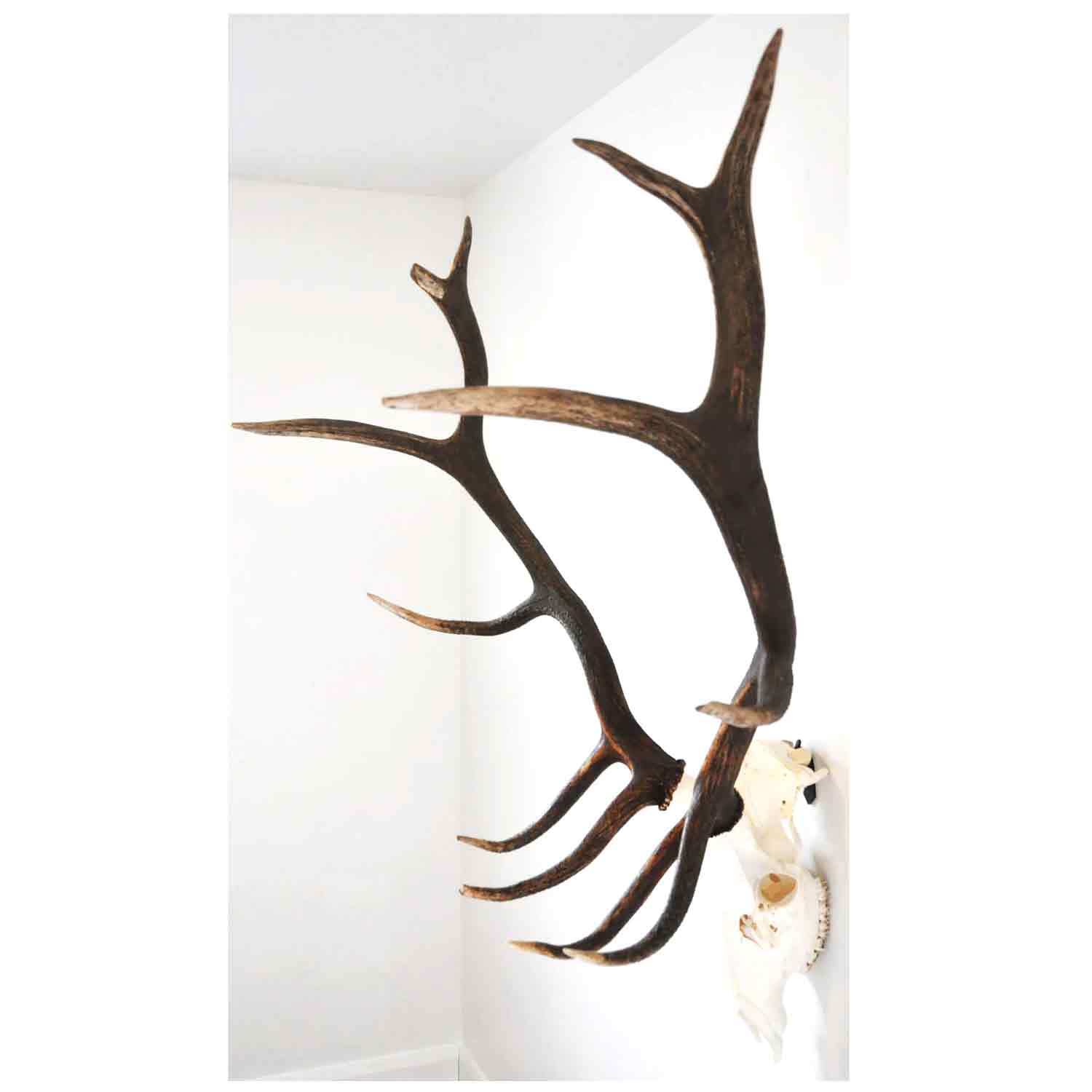 Dead On Display Euro Mount Bracket