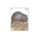 Maple Leaf Official NFAA Animal Target (Group 4)