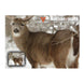 30.06 Masters Series Whitetail Targets (5 Pack)