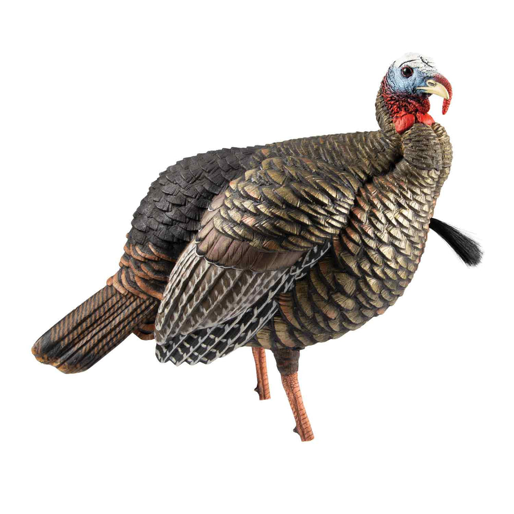 Avian-X HDR Molded Jake Turkey Decoy
