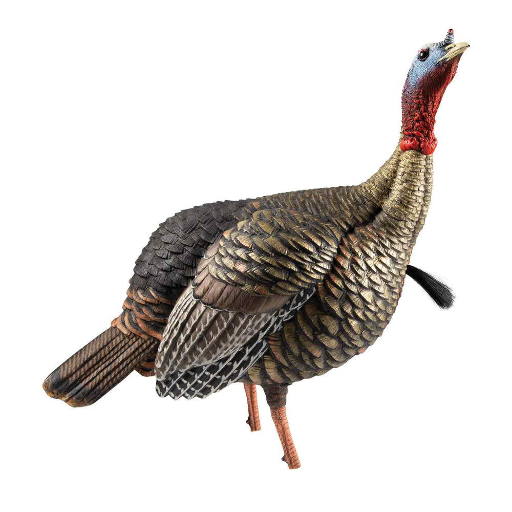 Avian-X HDR Molded Jake Turkey Decoy