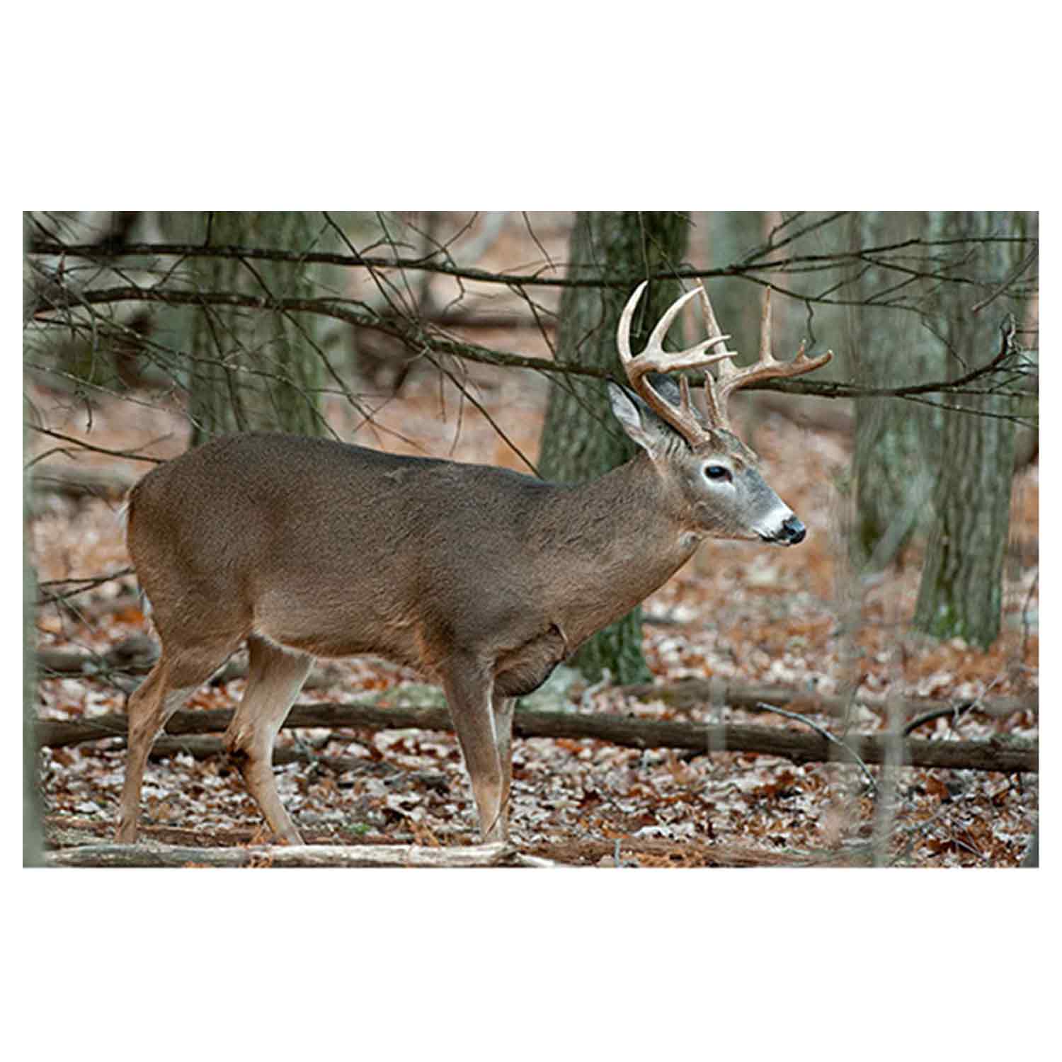 NiceTargets Deer Targets
