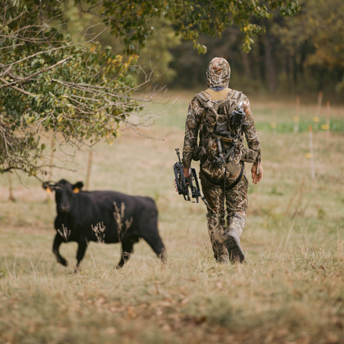 Hunter in camouflage walking through a field with a cow in the background