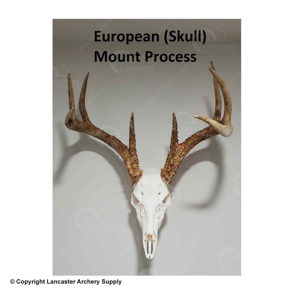 European Skull Mount Process Book by Kyle Hackett