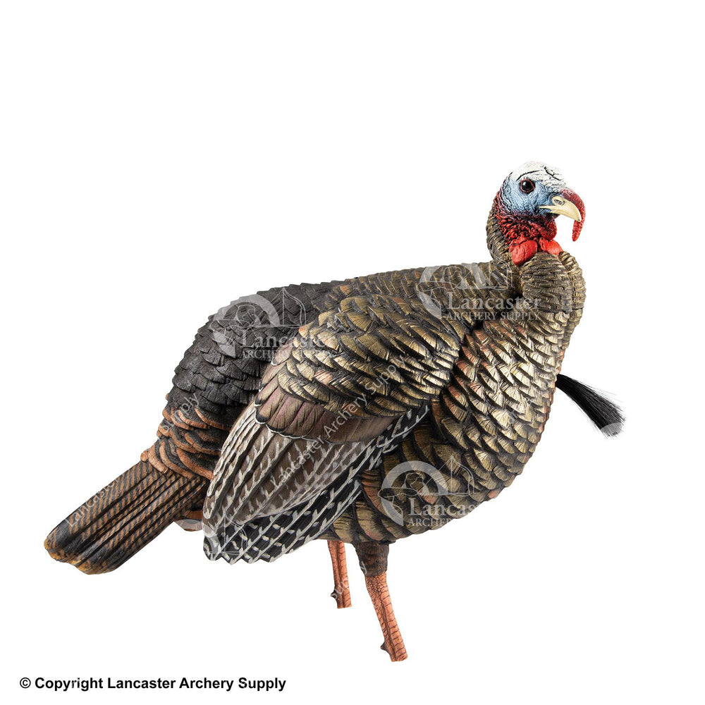 AvianX HDR Molded Jake Turkey Decoy Lancaster Archery Supply
