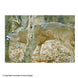 NiceTargets Deer Targets